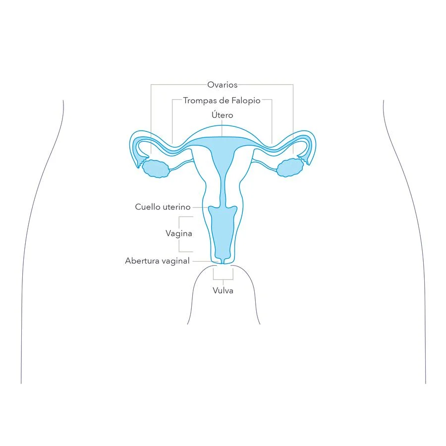 Anatomia sexual femenina