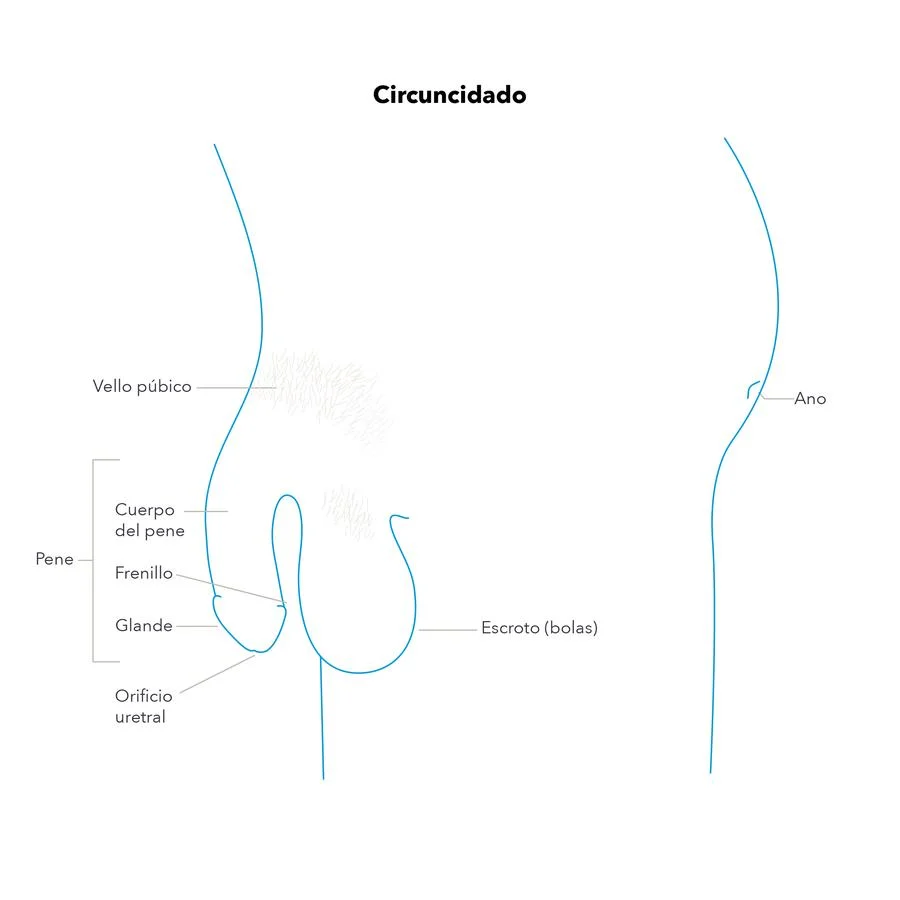 Anatomia sexual masculina para placer